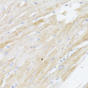 BMPR2 Polyclonal Antibody