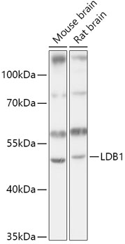 LDB1 Polyclonal Antibody
