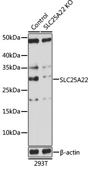 SLC25A22 Polyclonal Antibody