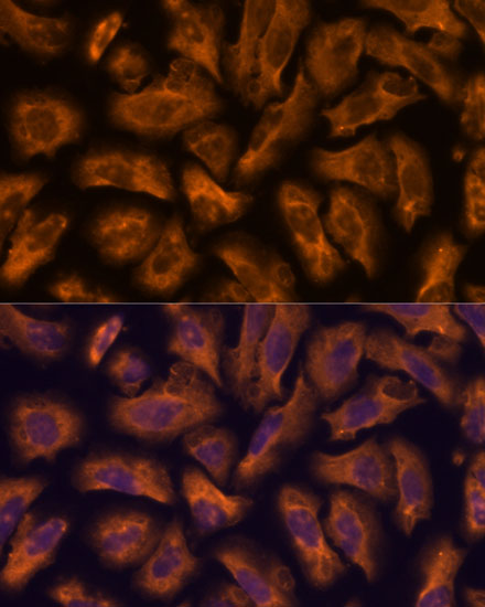 PTRF Rabbit Polyclonal Antibody