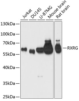 RXRG Polyclonal Antibody