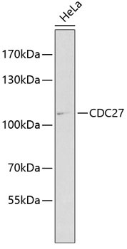 CDC27 Rabbit Polyclonal Antibody