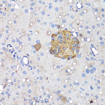 INS antibody