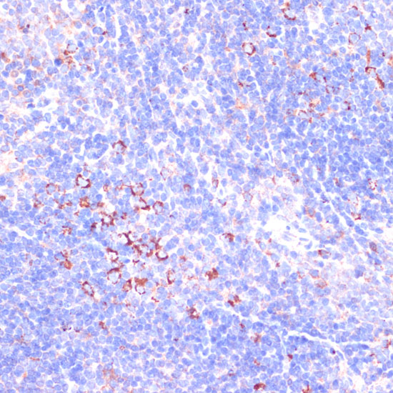 ZYX antibody