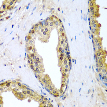TNFSF10 antibody