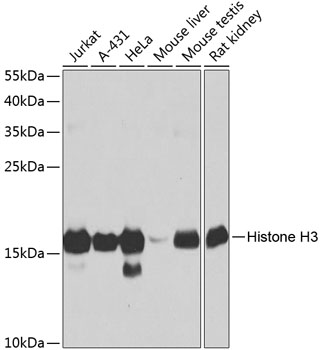 Histone H3 Rabbit Polyclonal Antibody