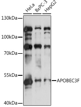 APOBEC3F Polyclonal Antibody