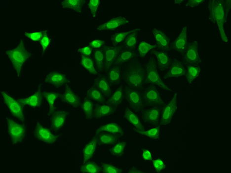 APEX1 Polyclonal Antibody