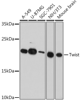 Twist Rabbit Polyclonal Antibody