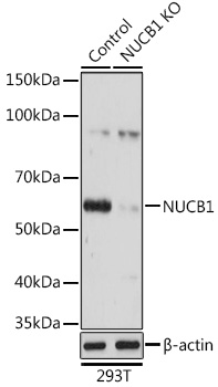 NUCB1 Polyclonal Antibody