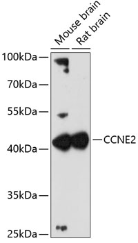 CCNE2 Rabbit Polyclonal Antibody