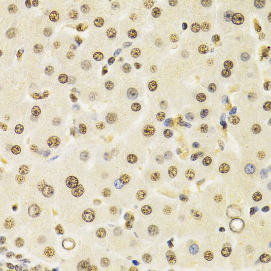 CUL4B antibody