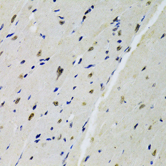 DOK1 Antibody