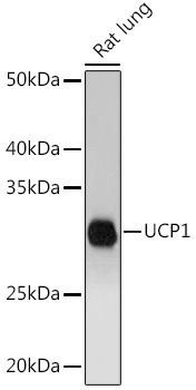 UCP1 antibody