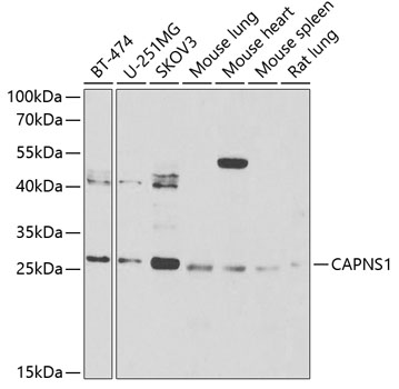CAPNS1 antibody