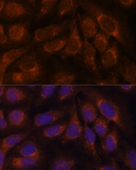CREB3 antibody