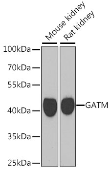 GATM antibody