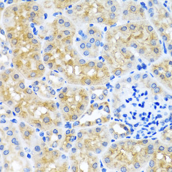 SCO1 Polyclonal Antibody