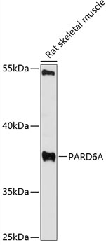 PARD6A antibody