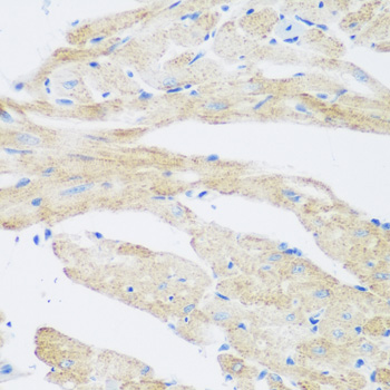 NAT8B Polyclonal Antibody