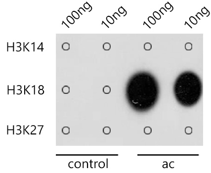 Acetyl-Histone H3-K18 pAb