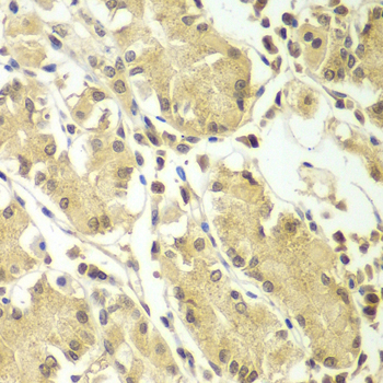 BCAS3 Rabbit Polyclonal Antibody