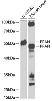 PPAN Polyclonal Antibody