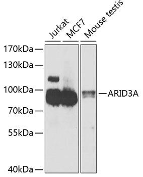 ARID3A Polyclonal Antibody
