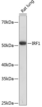 IRF1 Rabbit Polyclonal Antibody