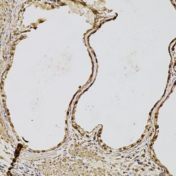 FGF2 antibody