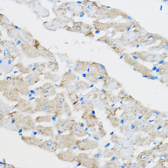 PPARG Antibody