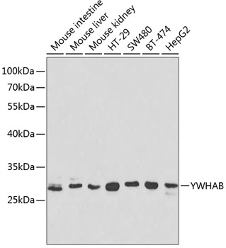 YWHAB Antibody