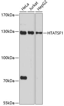 HTATSF1 Polyclonal Antibody