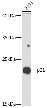CDKN1A Antibody