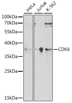CDK6 antibody