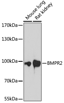 BMPR2 Polyclonal Antibody