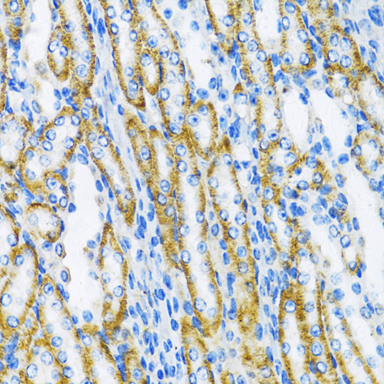 POLB Antibody