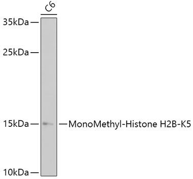 MonoMethyl-Histone H2B-K5 pAb