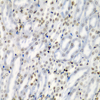 TNFSF10 antibody