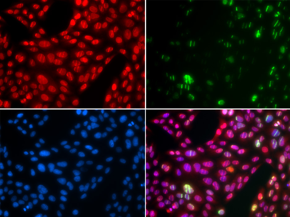 CUL4B antibody