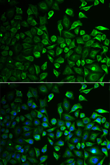IMPA1 antibody