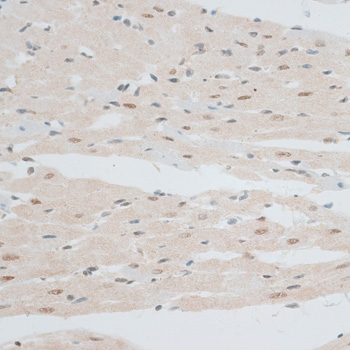 ZNF148 Rabbit Polyclonal Antibody