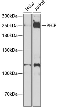 PHIP Polyclonal Antibody
