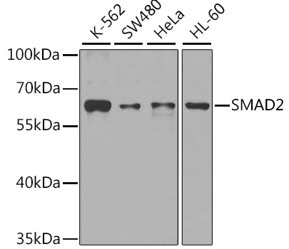 SMAD2 Polyclonal Antibody