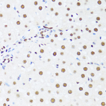 DDX39B Rabbit Polyclonal Antibody