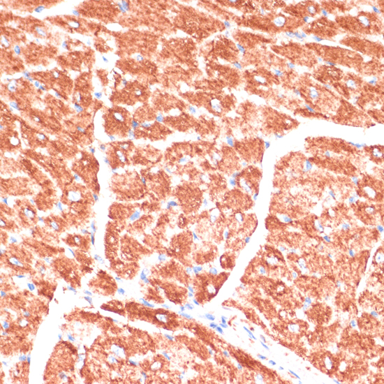 DES antibody