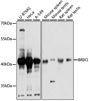 BRIX1 Polyclonal Antibody