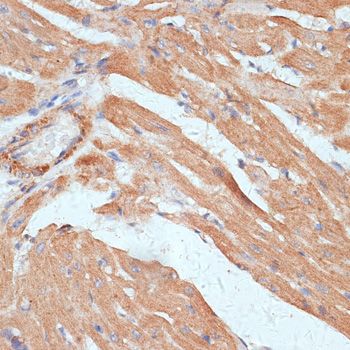 G3BP1 antibody