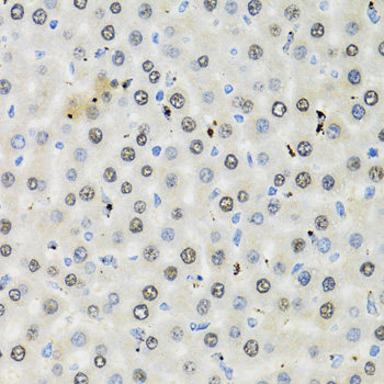 CDK6 antibody
