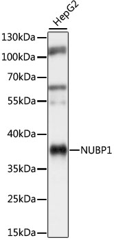 NUBP1 Polyclonal Antibody